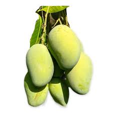 egypt rupali mango 2kg