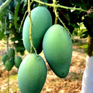 EGYPT RUPALI MANGO - 2KG