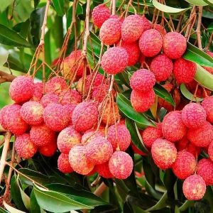 LICHU (Bangladeshi)  - 3KG